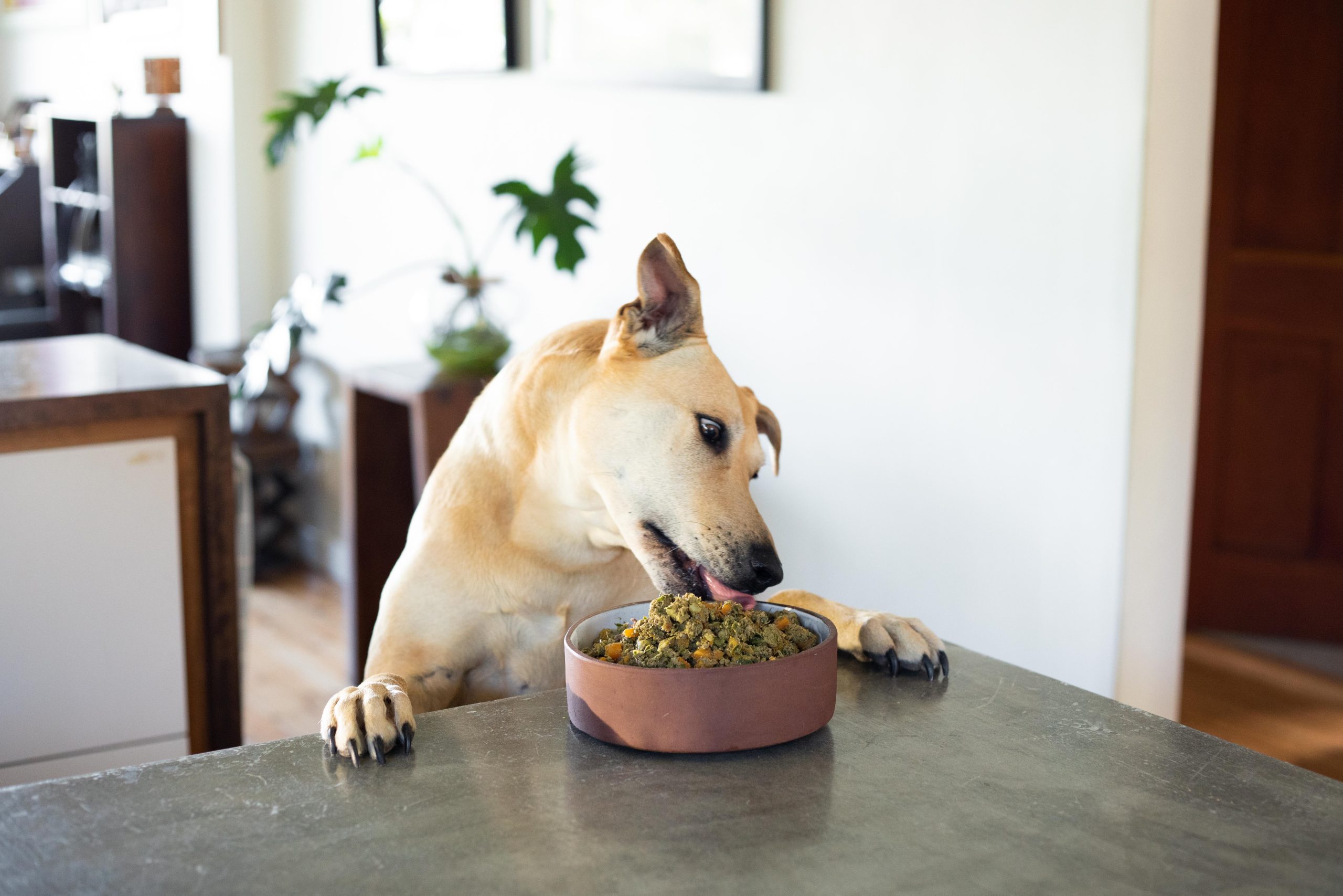 Happy Hounds used TIDE and Shopify Flow to streamline Unleashed Shopify batch tracking. The solution gave them full control over POS orders while keeping online orders automated.